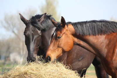 Un appel à propositions pour la mise en œuvre du dispositif #Action « Filière Equine »