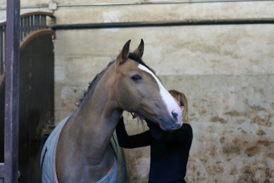 Filière équine : un partenariat MFR et Pôle de formation du Haras du Pin autour du métier de groom