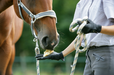 Une charte pour les métiers de l’hippisme